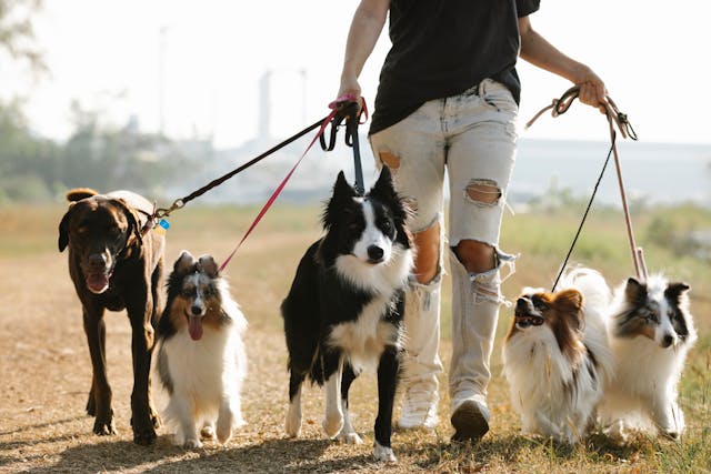 Unleashing Your Paw-some Partner: A Guide to Finding the Right Dog Breed for Your Lifestyle