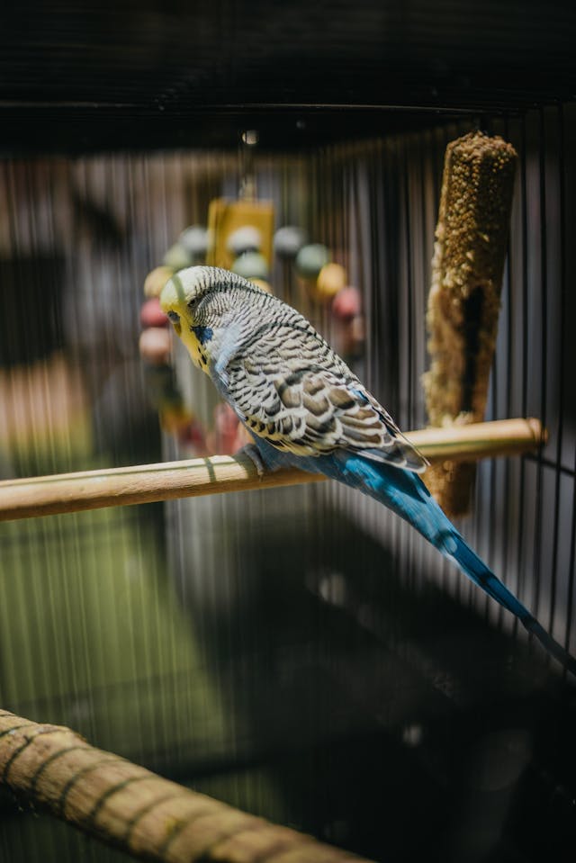 The Whimsical Wonders of Owning a Pet Bird