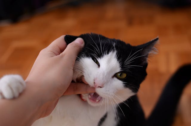 Understanding the Risks of Cat Bites: What You Need to Know