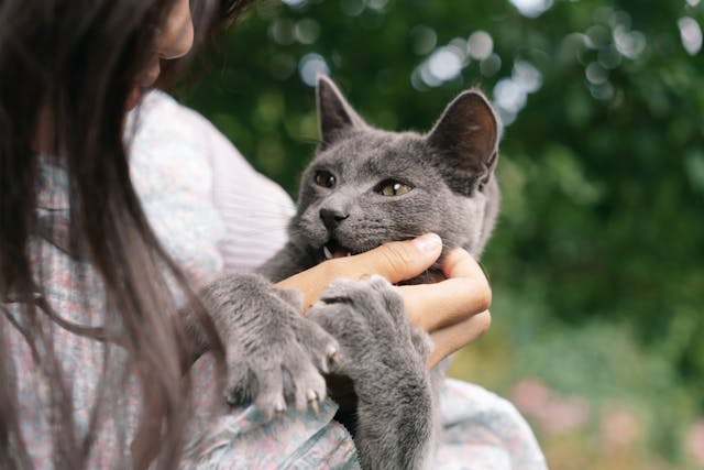 Understanding the Risks of Cat Bites: What You Need to Know