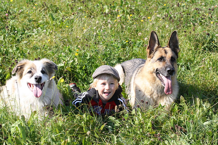 Australian Shepherds