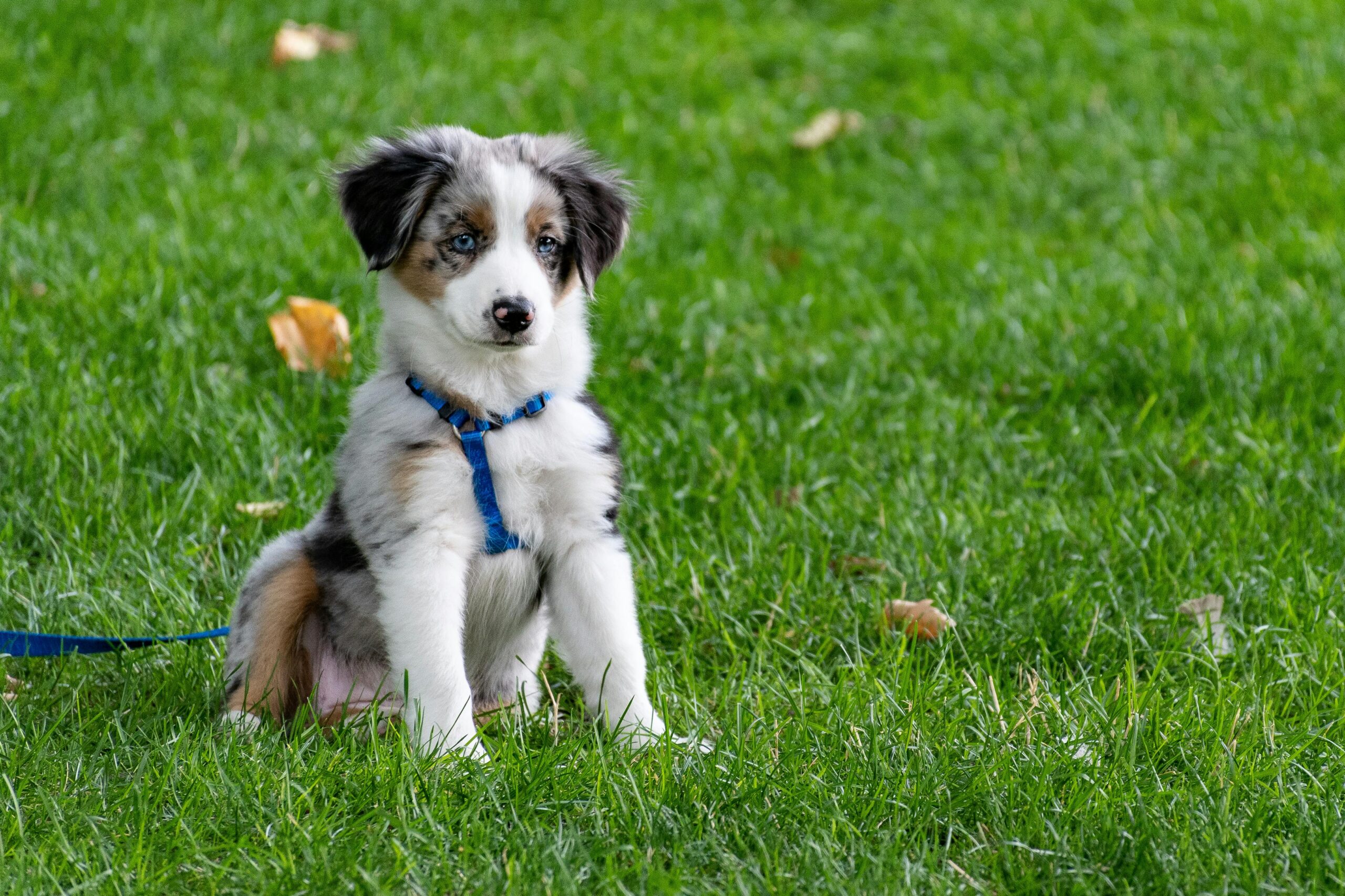 Australian Shepherd Puppy